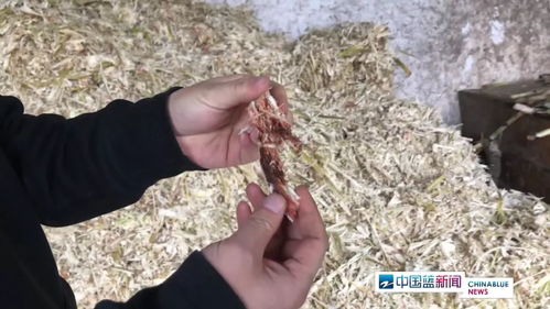 紅糖安全風(fēng)波 義烏知名紅糖廠被查出多項(xiàng)問(wèn)題，如何科學(xué)看待？